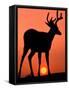 Blacktail or Mule Deer Silhouetted at Sunset, Olympic National Park, Washington, USA-Art Wolfe-Framed Stretched Canvas