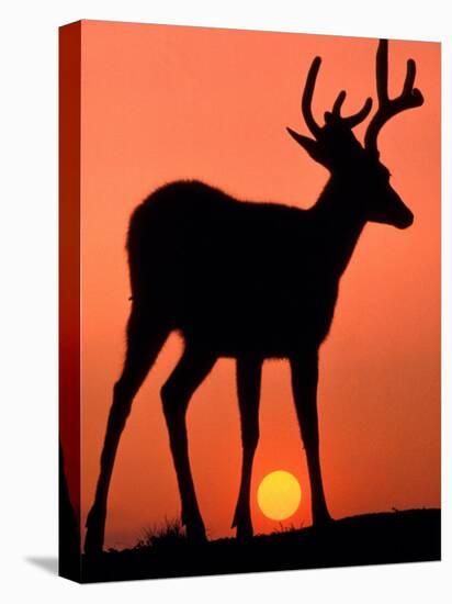 Blacktail or Mule Deer Silhouetted at Sunset, Olympic National Park, Washington, USA-Art Wolfe-Stretched Canvas