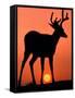 Blacktail or Mule Deer Silhouetted at Sunset, Olympic National Park, Washington, USA-Art Wolfe-Framed Stretched Canvas