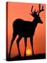 Blacktail or Mule Deer Silhouetted at Sunset, Olympic National Park, Washington, USA-Art Wolfe-Stretched Canvas