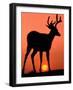 Blacktail or Mule Deer Silhouetted at Sunset, Olympic National Park, Washington, USA-Art Wolfe-Framed Photographic Print