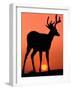 Blacktail or Mule Deer Silhouetted at Sunset, Olympic National Park, Washington, USA-Art Wolfe-Framed Photographic Print