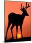 Blacktail or Mule Deer Silhouetted at Sunset, Olympic National Park, Washington, USA-Art Wolfe-Mounted Photographic Print