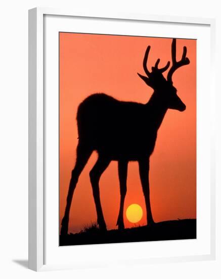 Blacktail or Mule Deer Silhouetted at Sunset, Olympic National Park, Washington, USA-Art Wolfe-Framed Photographic Print