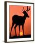 Blacktail or Mule Deer Silhouetted at Sunset, Olympic National Park, Washington, USA-Art Wolfe-Framed Photographic Print