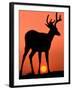 Blacktail or Mule Deer Silhouetted at Sunset, Olympic National Park, Washington, USA-Art Wolfe-Framed Photographic Print