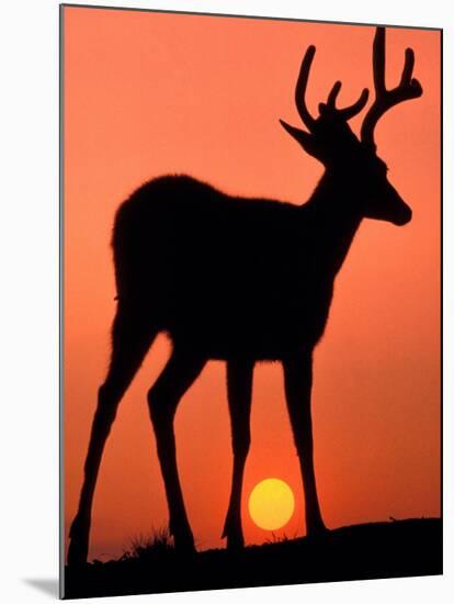 Blacktail or Mule Deer Silhouetted at Sunset, Olympic National Park, Washington, USA-Art Wolfe-Mounted Photographic Print