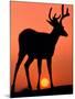 Blacktail or Mule Deer Silhouetted at Sunset, Olympic National Park, Washington, USA-Art Wolfe-Mounted Photographic Print