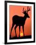 Blacktail or Mule Deer Silhouetted at Sunset, Olympic National Park, Washington, USA-Art Wolfe-Framed Photographic Print