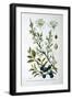 Blackthorn, 1893-null-Framed Giclee Print