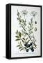 Blackthorn, 1893-null-Framed Stretched Canvas