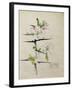 Blackthorn, Chiddingstone, Kent, 1910-Charles Rennie Mackintosh-Framed Giclee Print