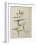 Blackthorn, Chiddingstone, Kent, 1910-Charles Rennie Mackintosh-Framed Premium Giclee Print