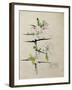 Blackthorn, Chiddingstone, Kent, 1910-Charles Rennie Mackintosh-Framed Giclee Print