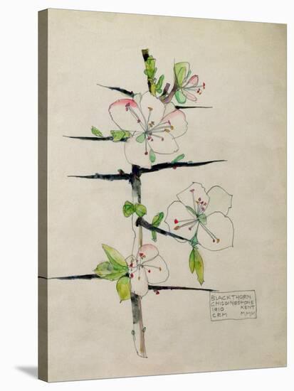 Blackthorn, Chiddingstone, Kent, 1910-Charles Rennie Mackintosh-Stretched Canvas