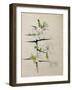 Blackthorn, Chiddingstone, Kent, 1910-Charles Rennie Mackintosh-Framed Giclee Print