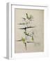 Blackthorn, Chiddingstone, Kent, 1910-Charles Rennie Mackintosh-Framed Giclee Print