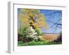 Blackthorn Winter, 2003-Anthony Rule-Framed Giclee Print