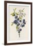 Blackthorn-F. Edward Hulme-Framed Photographic Print