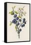 Blackthorn-F. Edward Hulme-Framed Stretched Canvas