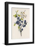 Blackthorn-F. Edward Hulme-Framed Photographic Print