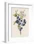 Blackthorn-F. Edward Hulme-Framed Photographic Print