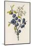 Blackthorn-F. Edward Hulme-Mounted Photographic Print