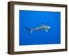 Blacktip Reef Shark in the Lagoon. Bora Bora. French Polynesia.-Tom Norring-Framed Photographic Print