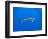 Blacktip Reef Shark in the Lagoon. Bora Bora. French Polynesia.-Tom Norring-Framed Photographic Print