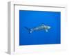 Blacktip Reef Shark in the Lagoon. Bora Bora. French Polynesia.-Tom Norring-Framed Photographic Print
