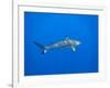 Blacktip Reef Shark in the Lagoon. Bora Bora. French Polynesia.-Tom Norring-Framed Photographic Print