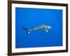 Blacktip Reef Shark in the Lagoon. Bora Bora. French Polynesia.-Tom Norring-Framed Photographic Print