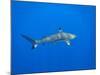 Blacktip Reef Shark in the Lagoon. Bora Bora. French Polynesia.-Tom Norring-Mounted Photographic Print