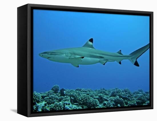 Blacktip Reef Shark Male Considered-null-Framed Stretched Canvas