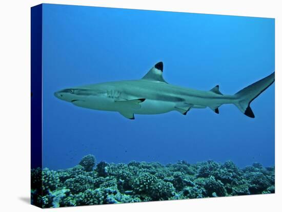 Blacktip Reef Shark Male Considered-null-Stretched Canvas