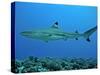 Blacktip Reef Shark Male Considered-null-Stretched Canvas