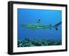 Blacktip Reef Shark Male Considered-null-Framed Photographic Print