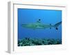 Blacktip Reef Shark Male Considered-null-Framed Photographic Print