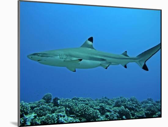 Blacktip Reef Shark Male Considered-null-Mounted Photographic Print