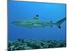 Blacktip Reef Shark Male Considered-null-Mounted Photographic Print
