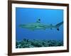 Blacktip Reef Shark Male Considered-null-Framed Photographic Print