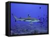 Blacktip Reef Shark Swimming Through Fish-null-Framed Stretched Canvas