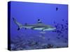 Blacktip Reef Shark Swimming Through Fish-null-Stretched Canvas