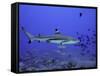 Blacktip Reef Shark Swimming Through Fish-null-Framed Stretched Canvas