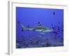 Blacktip Reef Shark Swimming Through Fish-null-Framed Photographic Print