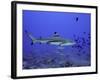 Blacktip Reef Shark Swimming Through Fish-null-Framed Photographic Print