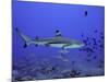 Blacktip Reef Shark Swimming Through Fish-null-Mounted Photographic Print