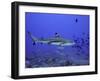 Blacktip Reef Shark Swimming Through Fish-null-Framed Photographic Print