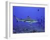 Blacktip Reef Shark Swimming Through Fish-null-Framed Photographic Print