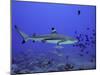 Blacktip Reef Shark Swimming Through Fish-null-Mounted Photographic Print